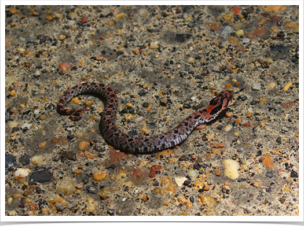 Eastern Hognose Snake